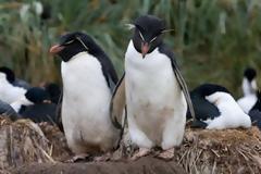 Οι “παντρεμένοι” πιγκουίνοι ζουν μακριά κι αγαπημένοι