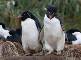 Φωτογραφία για Οι “παντρεμένοι” πιγκουίνοι ζουν μακριά κι αγαπημένοι