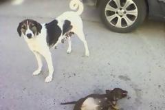 Πάτρα: Σκυλιά σε κώμα στο χώρο στάθμευσης πίσω από το ΠΓΝΠ - Πιθανός ομαδικός δηλητηριασμός