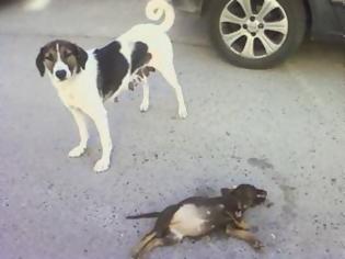 Φωτογραφία για Πάτρα: Σκυλιά σε κώμα στο χώρο στάθμευσης πίσω από το ΠΓΝΠ - Πιθανός ομαδικός δηλητηριασμός
