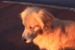 Δεν υπάρχει: Σκύλος μιμείται σειρήνα ασθενοφόρου! [video]