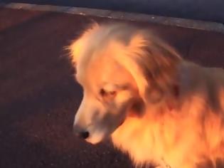 Φωτογραφία για Δεν υπάρχει: Σκύλος μιμείται σειρήνα ασθενοφόρου! [video]