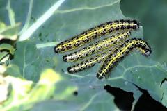 Φυτό με συναγερμό εξολοθρεύει τις κάμπιες που το απειλούν