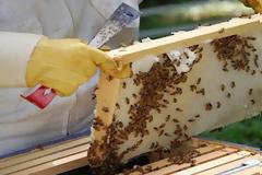 Στροφή στην μελισσοκομία για έξτρα εισόδημα στην Θράκη - Πτώση 80% στην παραγωγή