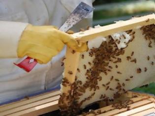 Φωτογραφία για Στροφή στην μελισσοκομία για έξτρα εισόδημα στην Θράκη - Πτώση 80% στην παραγωγή