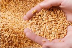 Η βουτιά στις τιμές των τροφίμων πλήττει του αγρότες