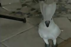 Ο παπαγάλος που... γαβγίζει [Video]