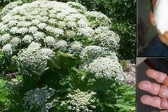 Αν δείτε αυτό το φυτό, μην το αγγίξετε για κανέναν λόγο - Να, τι προκαλεί...