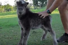 Ο Τσάρλι είναι ένα άλογο μινιατούρα - Η προσωπικότητά του όμως ξεπερνά το μπόι του [video]