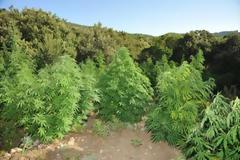 Ρέθυμνο: Πατέρας και γιοι καλλιεργούσαν χασισόδεντρα