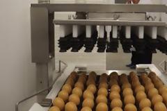 Κοντά στην πόλη Ταμπόφ ξεκίνησε η παραγωγή ισπανικής γαλοπούλας