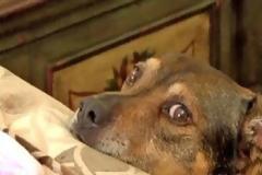 Κάτι του φάνηκε ΠΕΡΙΕPΓΟ με το μωρό του σπιτιού - Τότε πήδηξε στο κρεβάτι και του ΕΣΩΣΕ του ζωή…