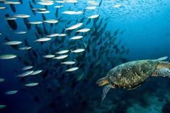 Τρομακτική έκθεση: Σε 40 χρόνια, εξαφανίστηκαν τα μισά ζώα της θάλασσας