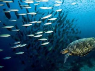 Φωτογραφία για Τρομακτική έκθεση: Σε 40 χρόνια, εξαφανίστηκαν τα μισά ζώα της θάλασσας