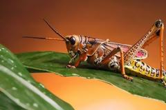 Έλληνας επιστήμονας 