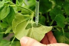 Ερευνητές μετέφεραν τις θεραπευτικές ιδιότητες ενός σπάνιου φυτού σε ένα άλλο