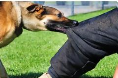 Μεσολόγγι: Αδέσποτο σκυλί δάγκωσε μαθητή