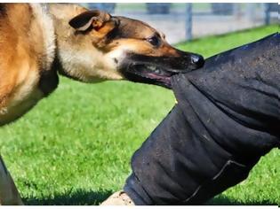 Φωτογραφία για Μεσολόγγι: Αδέσποτο σκυλί δάγκωσε μαθητή