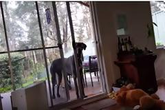 Δείτε την ξεκαρδιστική αντίδραση αυτού του Μεγάλου Δανού όταν καταλαβαίνει ότι ήρθε η ώρα για μπάνιο [video]