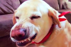 Ο διάσημος ένοχος σκύλος ξαναχτυπά και είναι πιο ένοχος από ποτέ! [Video]