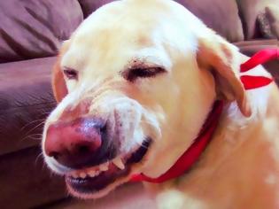 Φωτογραφία για Ο διάσημος ένοχος σκύλος ξαναχτυπά και είναι πιο ένοχος από ποτέ! [Video]