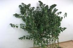 Εντοπίσθηκε φυτεία δενδρυλλίων κάνναβης στην περιοχή του Τατοΐου