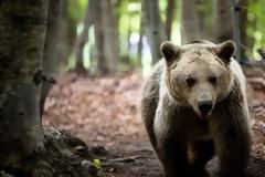 Αυξάνεται ο ελληνικός πληθυσμός των αρκούδων