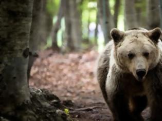 Φωτογραφία για Αυξάνεται ο ελληνικός πληθυσμός των αρκούδων