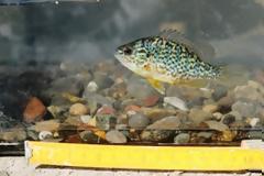 Ηλιόψαρο: Ένας επικίνδυνος ξενιστής στην τεχνητή λίμνη πηγών Αώου