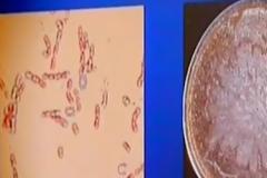 Σιβηρία: Το ελιξίριο της νεότητας βρήκαν Ρώσοι επιστήμονες