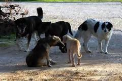 Το βρετανικό BBC έκανε ρεπορτάζ για τα αδέσποτα της Ελλάδας - Δείτε το αποκαλυπτικό βίντεο