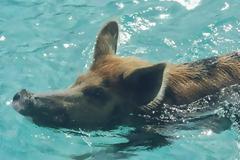 Αυτά τα γουρούνια στις Μπαχάμες έχουν ένα ολόκληρο νησί δικό τους...