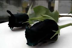 Θρήνος για τον πιο περιζήτητο γαλαζοαίματο στον κόσμο... [photos]