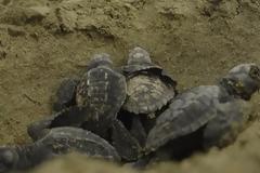 Drones για την προστασία των θαλάσσιων χελωνών