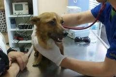 Το BBC στην Κυλλήνη με κτηνιάτρους από το Λονδίνο που ήρθαν για να βοηθήσουν τα αδέσποτα