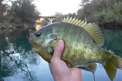 Επικίνδυνο ψάρι από τη Βόρεια Αμερική στη λίμνη του Αώου