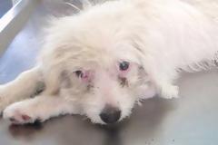 Αλεξάνδρεια Ημαθίας: Έσωσε το κουτάβι πριν το πετάξει στο δρόμο ο ιδιοκτήτης του