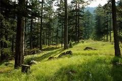 Ποια χώρα έχει τα περισσότερα δέντρα στον κόσμο;