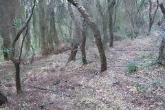 Εντοπίστηκε φυτεία δενδρυλλίων κάνναβης σε δασική περιοχή στο Θέμελο Πρέβεζας