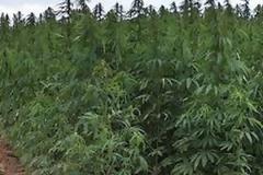 11 δενδρύλλια κάνναβης εντοπίστηκαν σε αγροτική έκταση στην Κοζάνη