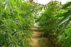 Θεσσαλονίκη: 52χρονος καλλιεργούσε χασίς στο σπίτι του