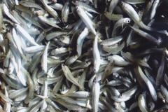 Πάτρα: 150 κιλά γόπες και αθερίνες κατασχέθηκαν από την Ιχθυόσκαλα - Πού θα δοθούν