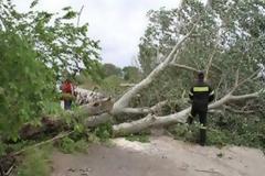 Πτώσεις δέντρων και ένα θανατηφόρο μέσα στην Χαλκίδα...