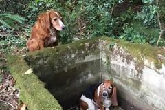 Η αγάπη μιας σκυλίτσας για την καλύτερή της φίλη!