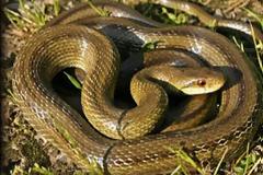 Πως το Ελ Νίνιο προκαλεί περισσότερες επιθέσεις φιδιών