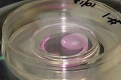 Ένα βήμα πιο κοντά στη δημιουργία νεφρών στο εργαστήριο