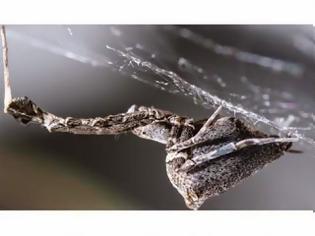 Φωτογραφία για Η αράχνη που υφαίνει ηλεκτροστατικό ιστό