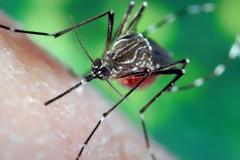 Ο ιός του Δυτικού Νείλου στην Κρήτη - Συναγερμός στις υπηρεσίες