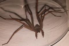 ΤΡΟΜΟΣ στην Βρετανία : Επιδρομή από αράχνες σε μέγεθος αρουραίου  [photos]