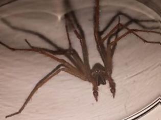 Φωτογραφία για ΤΡΟΜΟΣ στην Βρετανία : Επιδρομή από αράχνες σε μέγεθος αρουραίου  [photos]